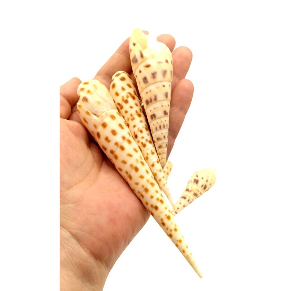 Terebra Areolata & Terebra Maculata Seashell Mix 6pc Set 3.5" To 5" Long Natural
